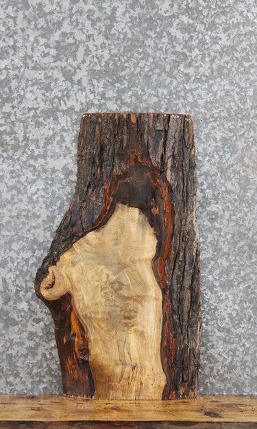 Live Edge Spalted Maple Taxidermy Mount/Sofa Table Top 780